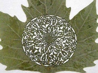 Cut Leaf Art
